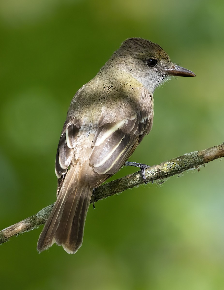 Great Crested Flycatcher - ML619998664