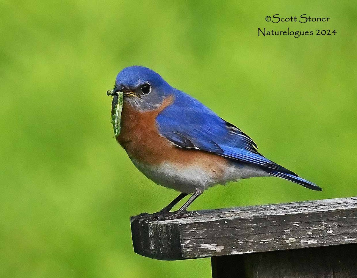 Eastern Bluebird - ML619998669