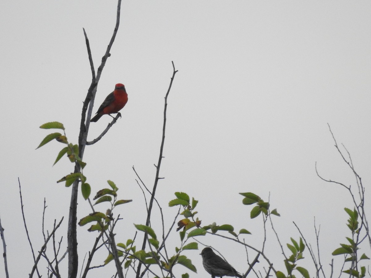 Vermilion Flycatcher - ML619998671