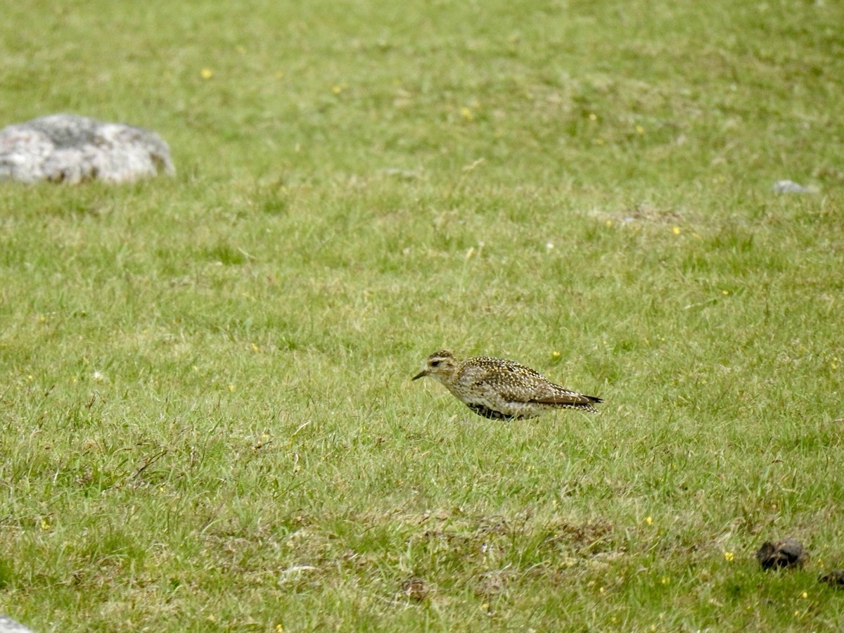 European Golden-Plover - ML619998673