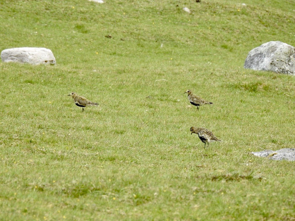 European Golden-Plover - ML619998674