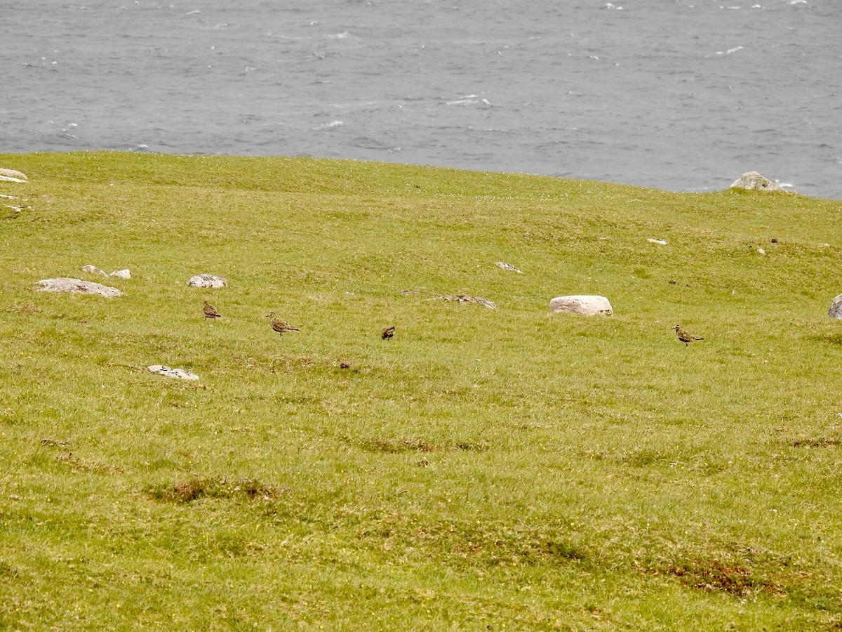 European Golden-Plover - ML619998675