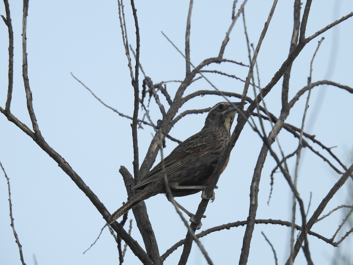 Long-tailed Meadowlark - ML619998688