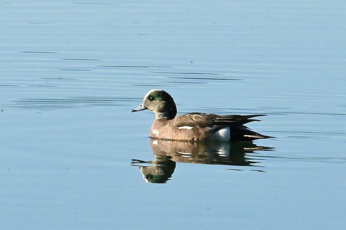 American Wigeon - ML619998689