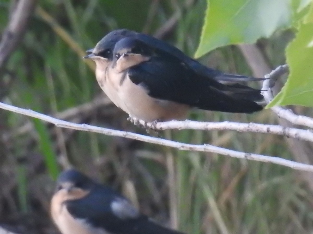 Barn Swallow - ML619998691