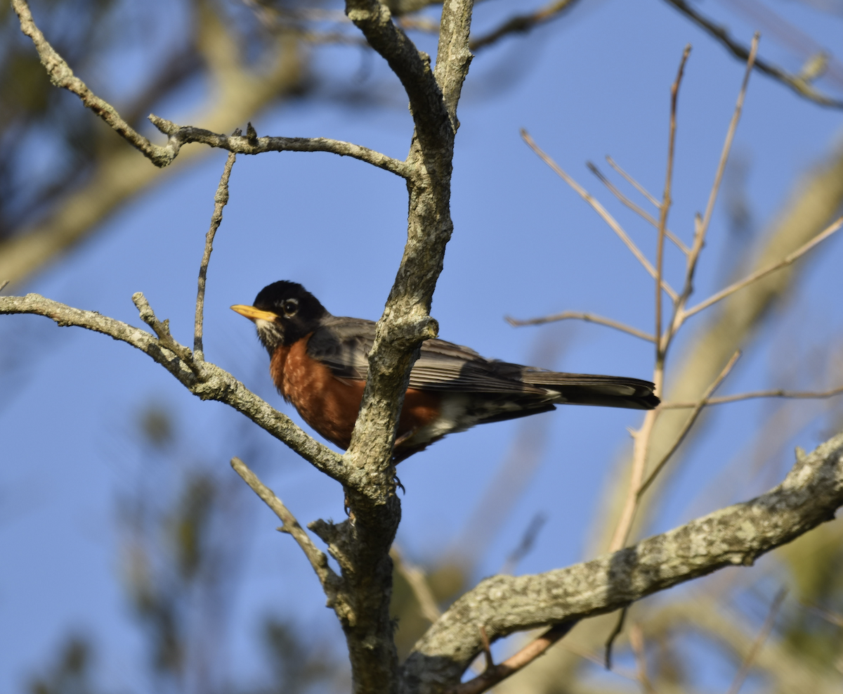 American Robin - ML619998694