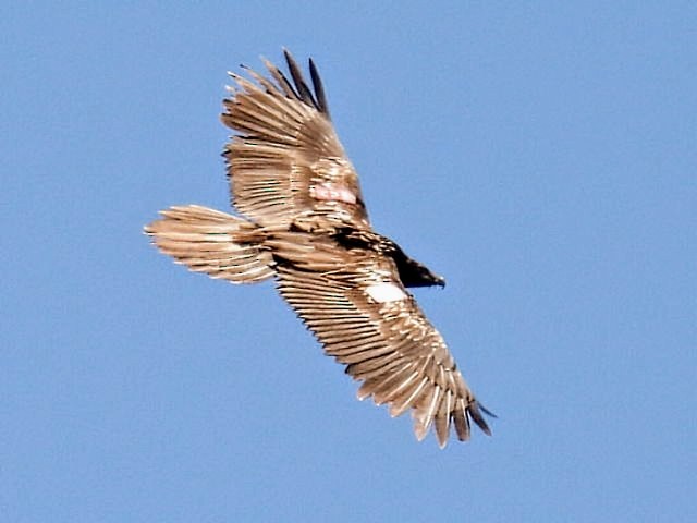Bearded Vulture - ML619998699