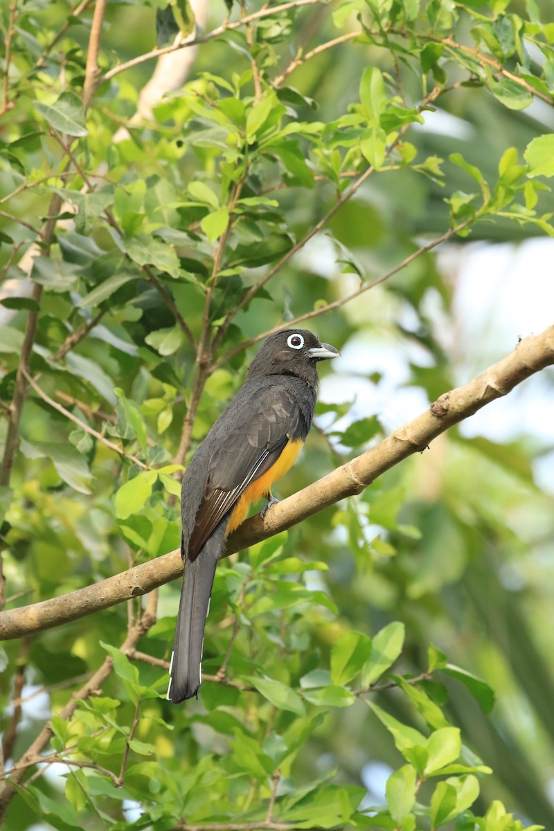 Trogon à tête noire - ML619998701