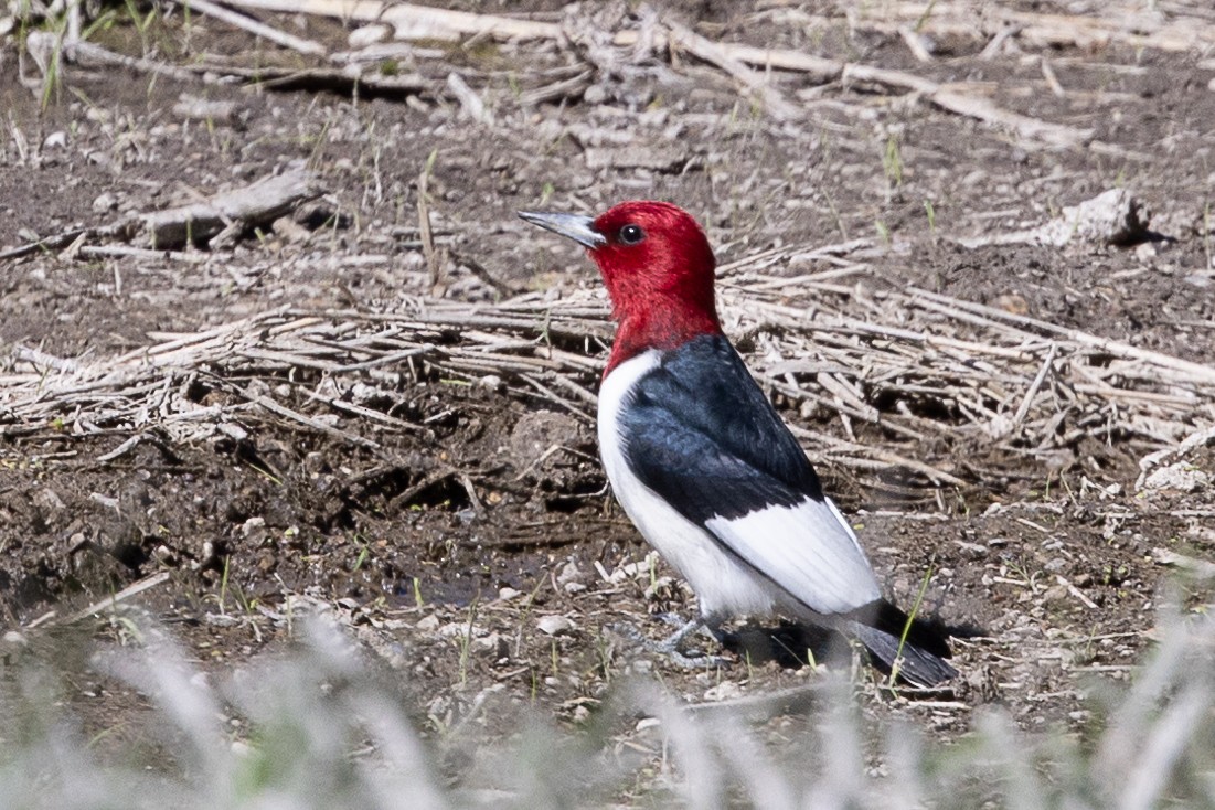 Red-headed Woodpecker - ML619998708