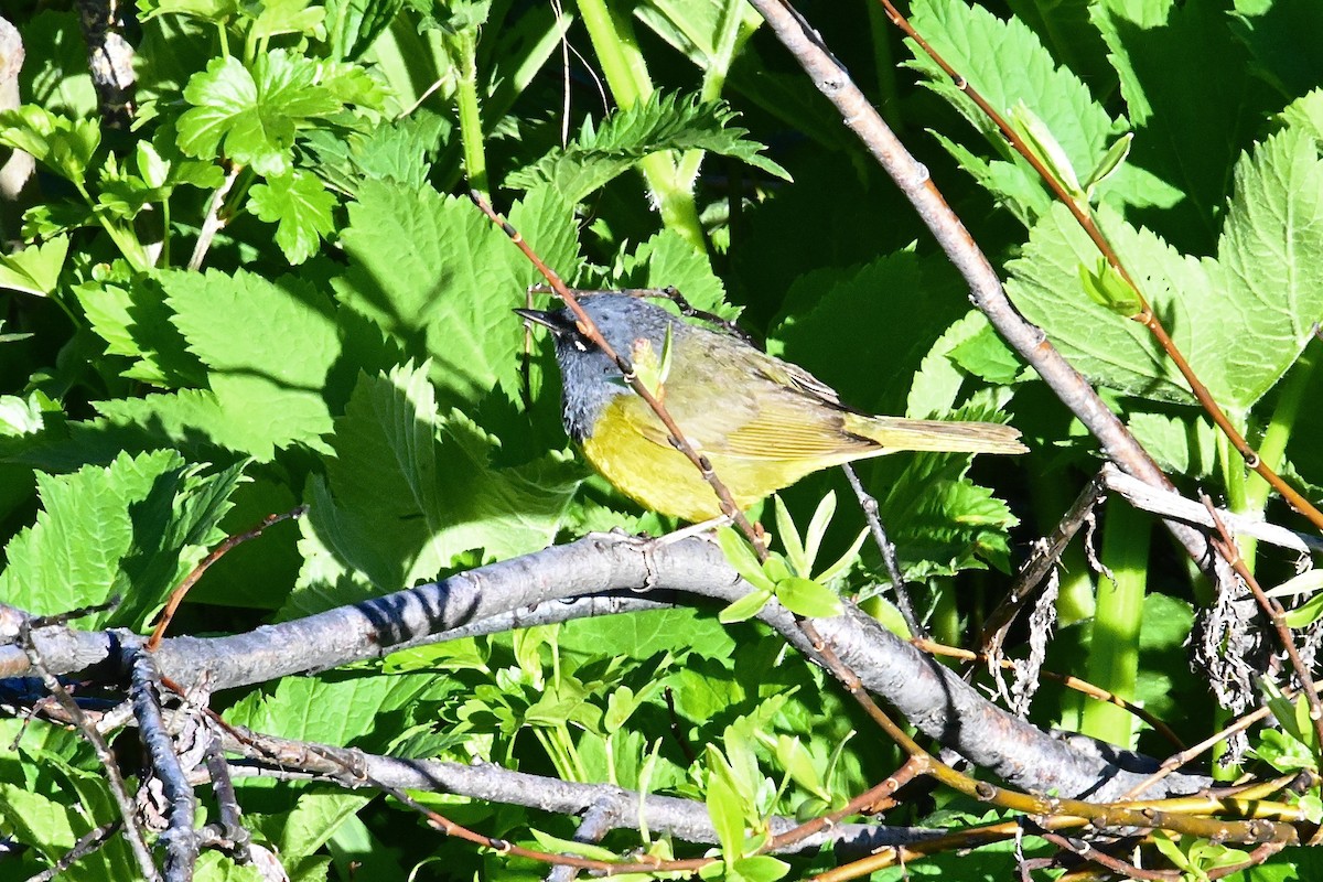 MacGillivray's Warbler - ML619998726