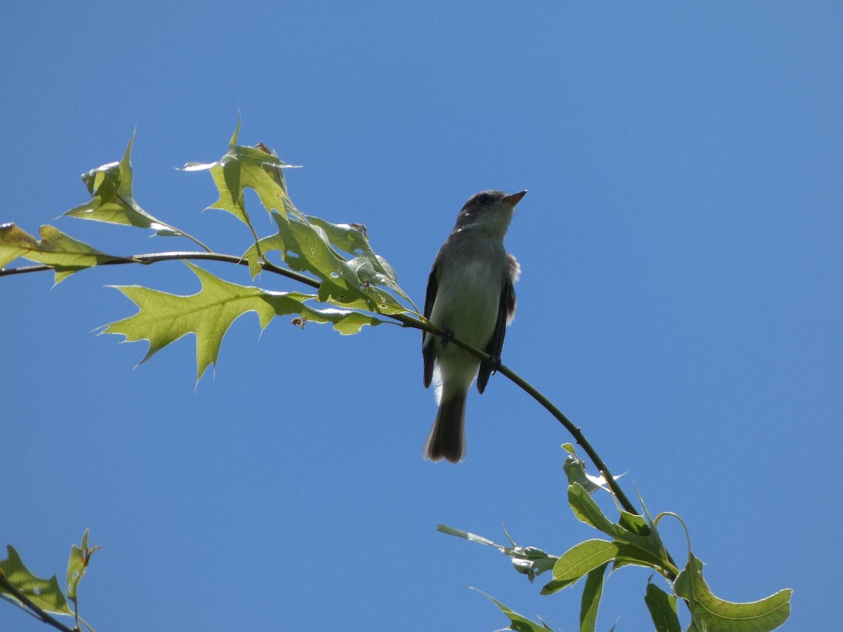 Willow Flycatcher - ML619998728