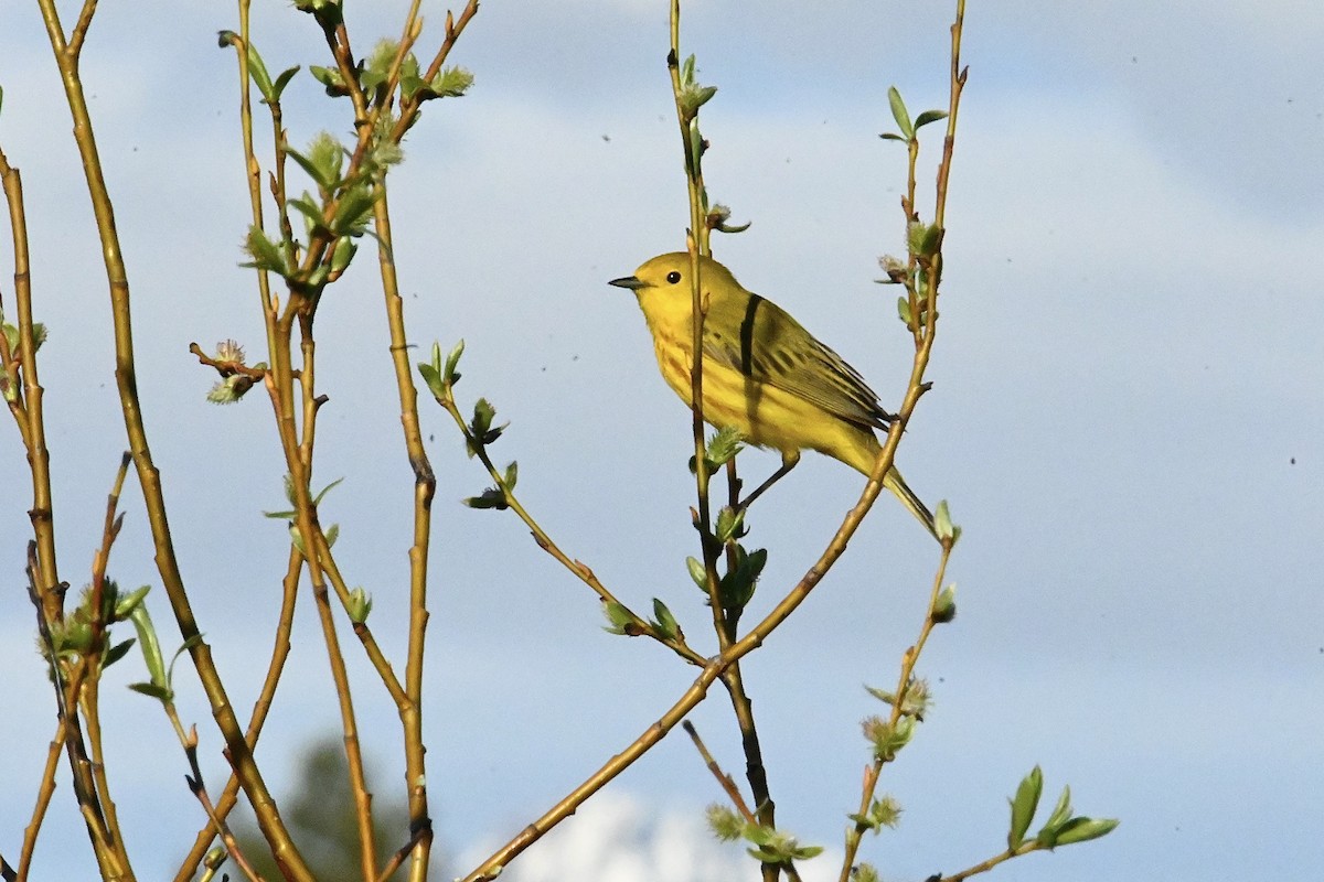 Yellow Warbler - ML619998735