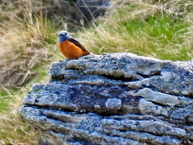 Rufous-tailed Rock-Thrush - ML619998739