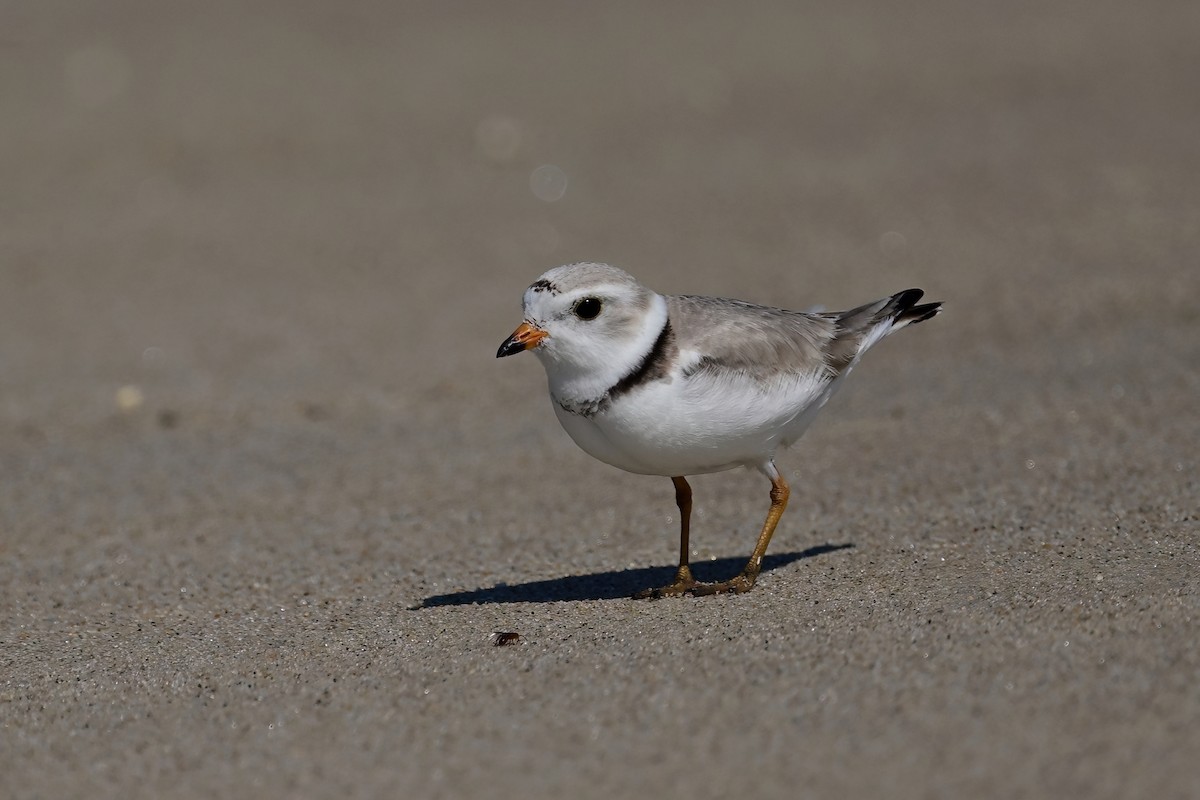 Piping Plover - ML619998762