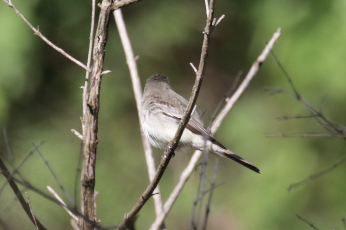 Eastern Wood-Pewee - ML619998765