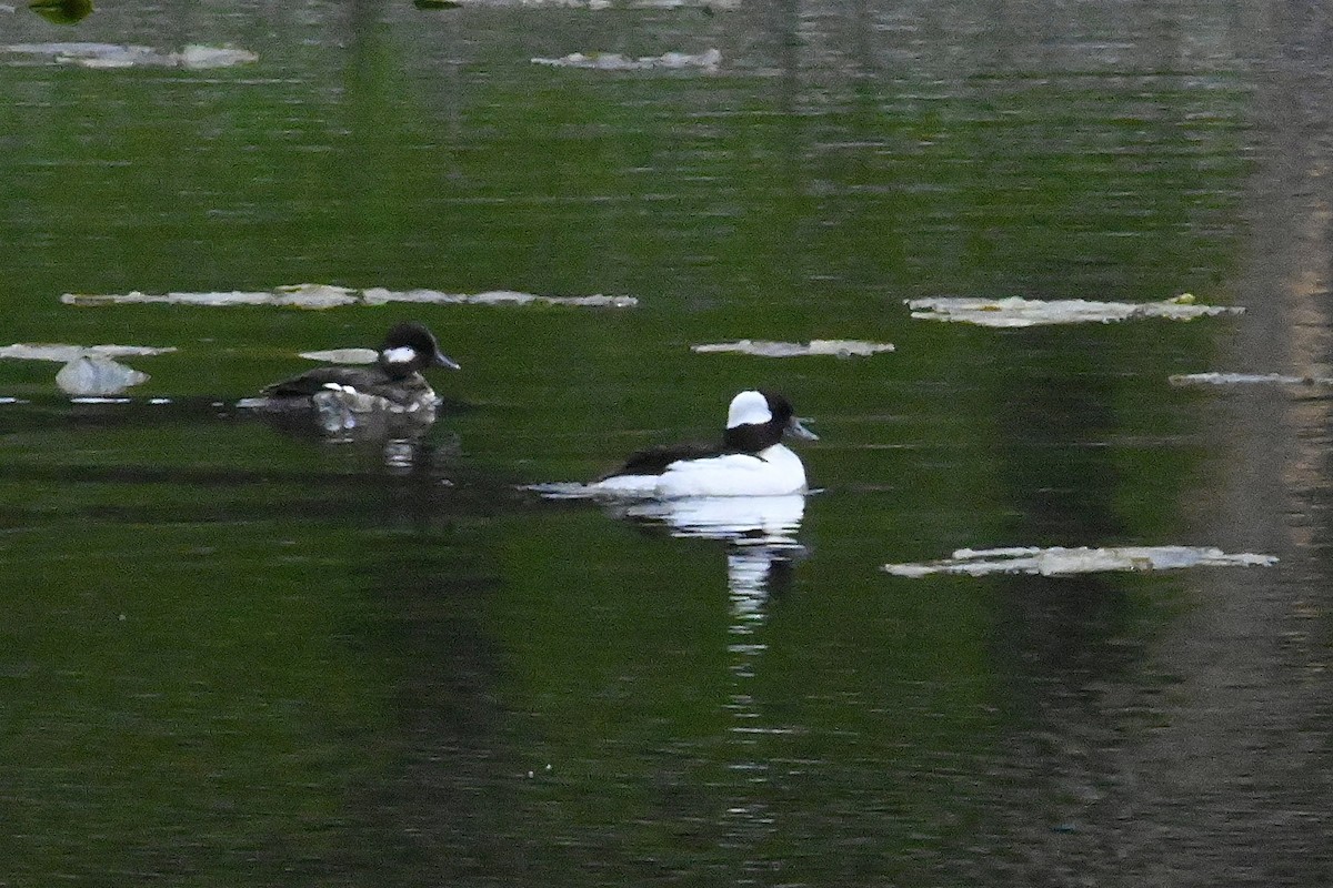 Bufflehead - ML619998767