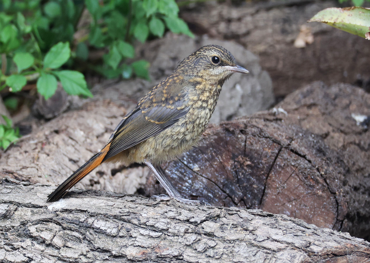 Cape Robin-Chat - ML619998779