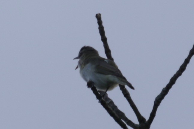 Red-eyed Vireo - ML619998790