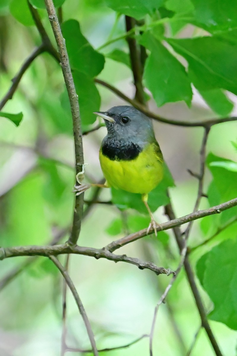 Mourning Warbler - ML619998797