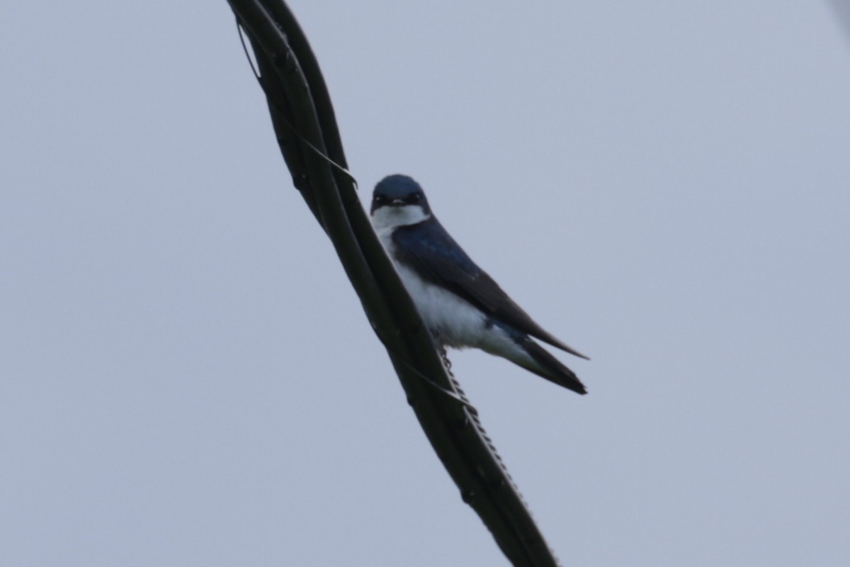 Golondrina Bicolor - ML619998799