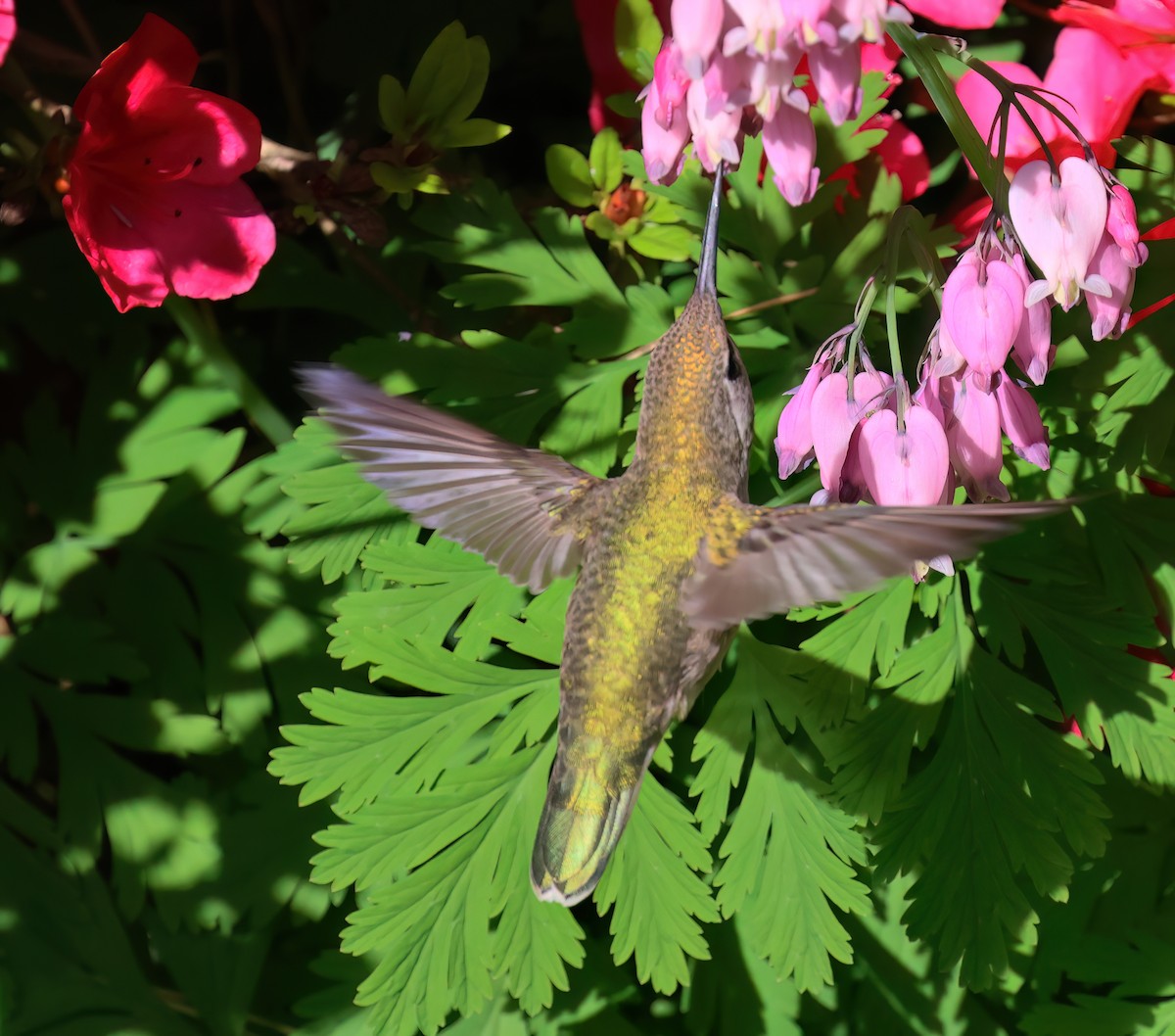 Anna's Hummingbird - ML619998804