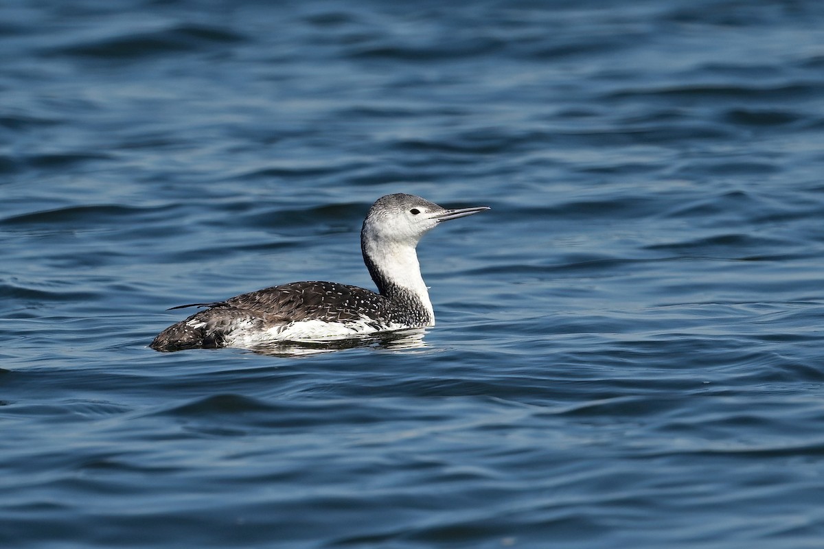 Red-throated Loon - ML619998818