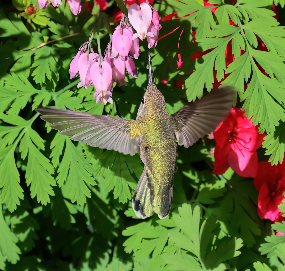 Anna's Hummingbird - ML619998820