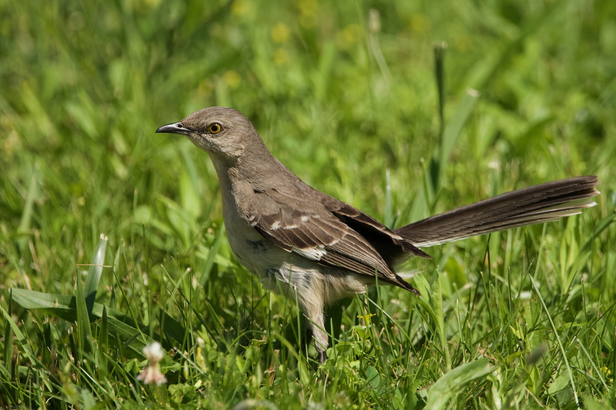 Northern Mockingbird - ML619998838