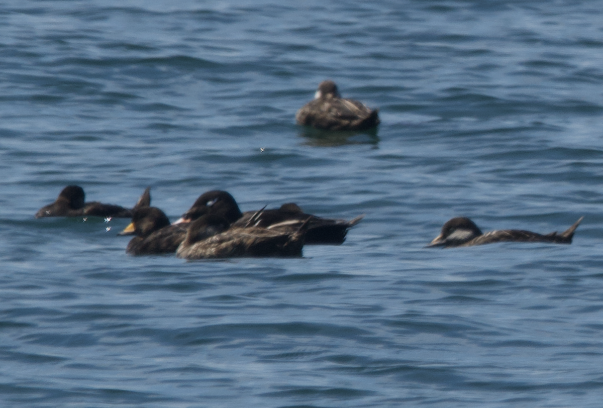 Black Scoter - ML619998843