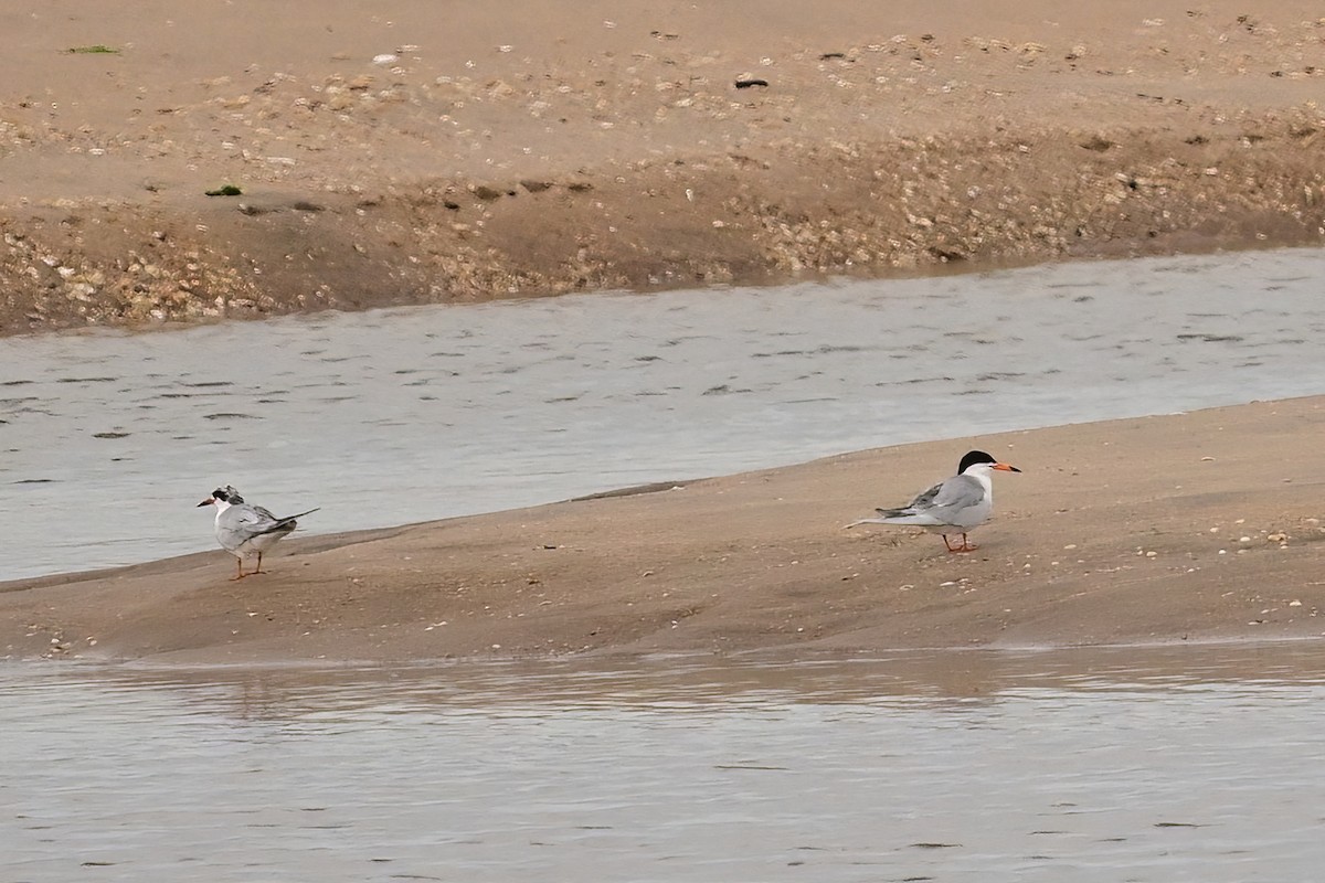 Forster's Tern - ML619998849