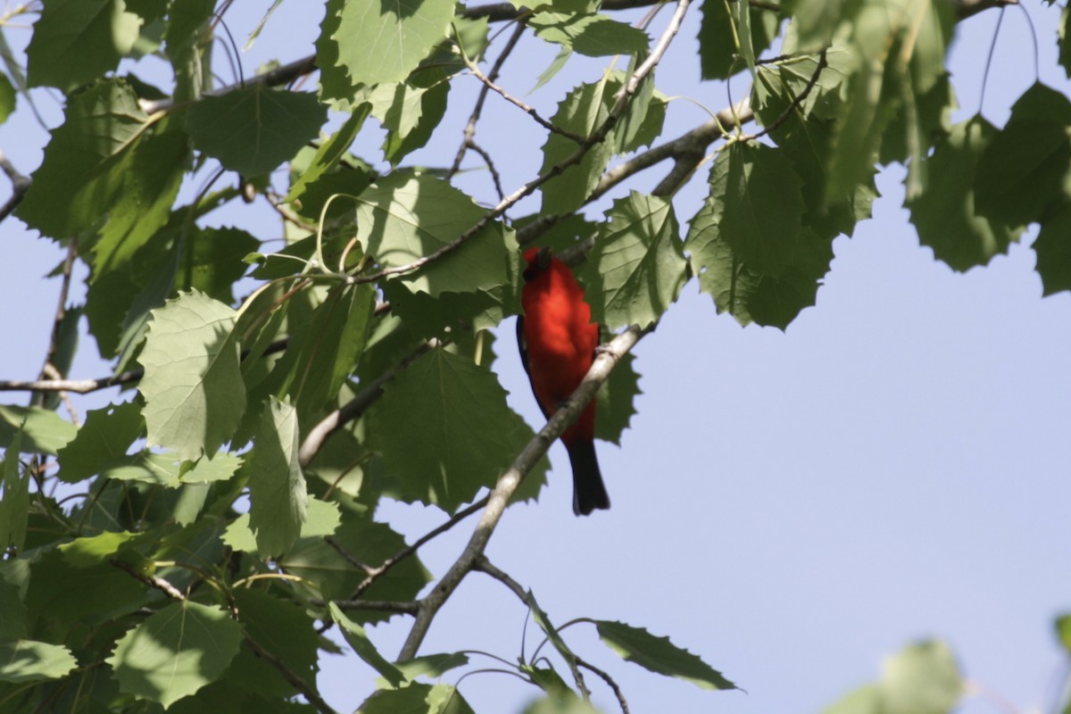 Scarlet Tanager - ML619998854