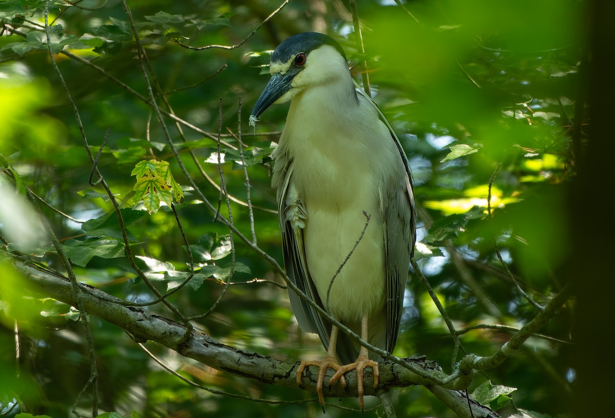 Black-crowned Night Heron - ML619998858