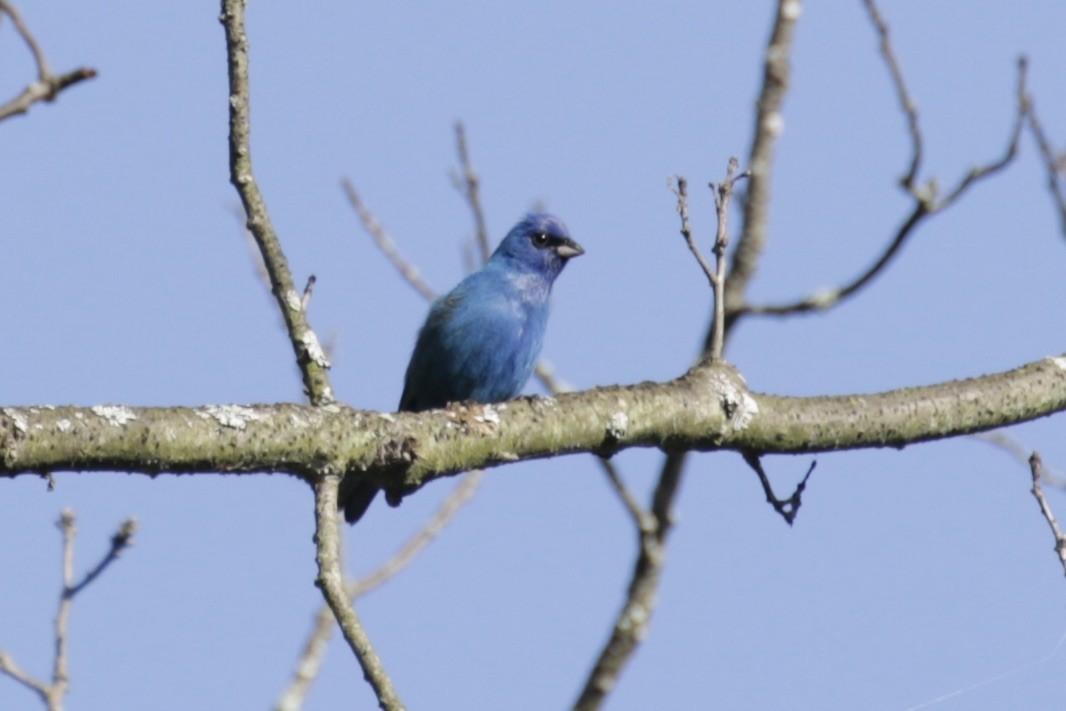 Indigo Bunting - ML619998870