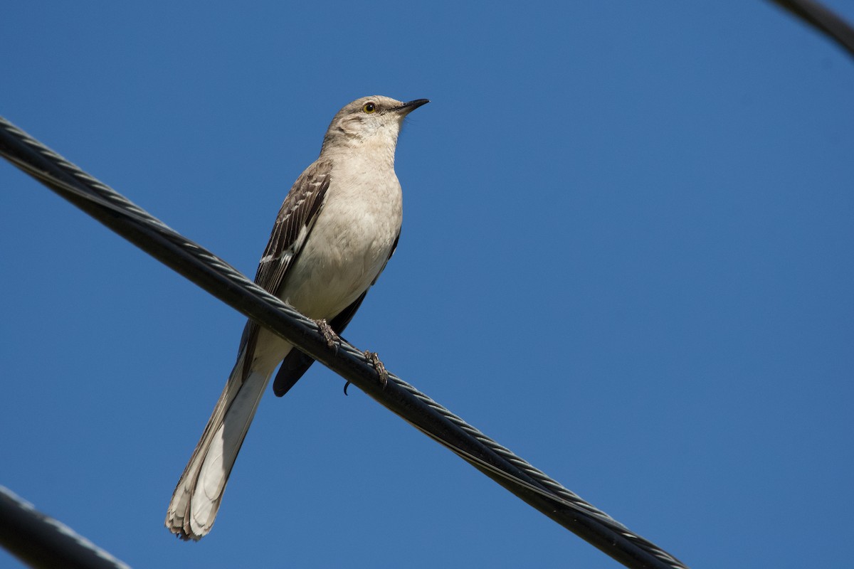 Northern Mockingbird - ML619998872