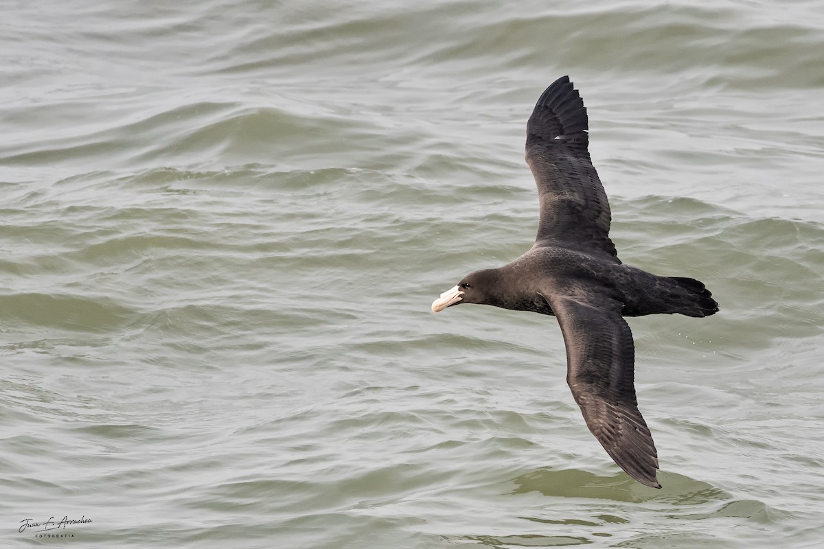 Riesensturmvogel - ML619998881