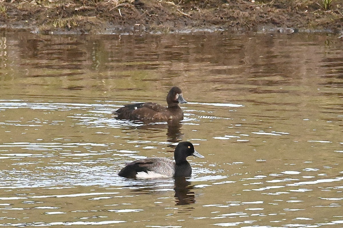 Lesser Scaup - ML619998906