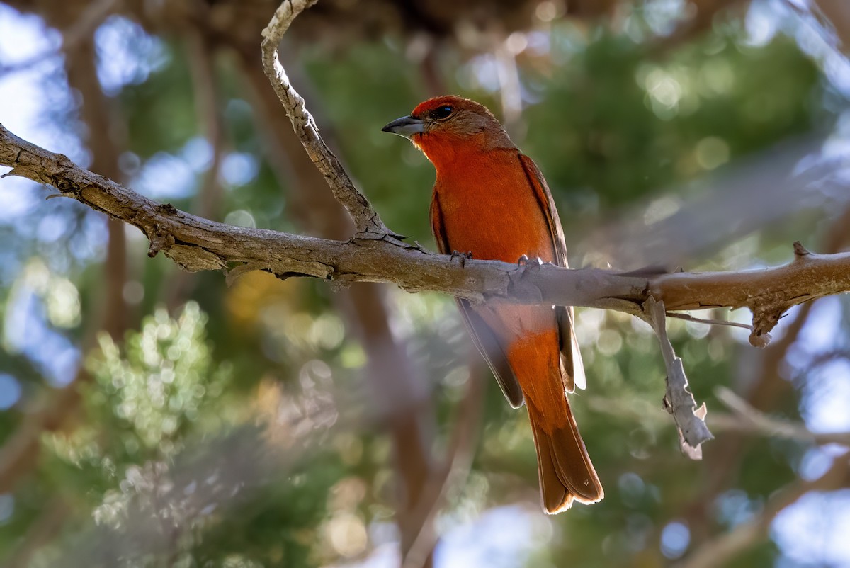 Hepatic Tanager - ML619998907