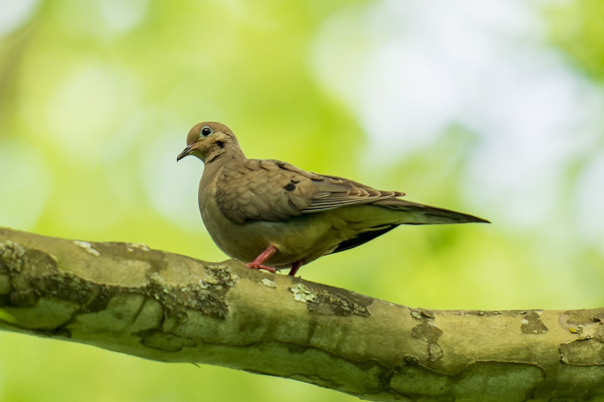 Mourning Dove - ML619998918