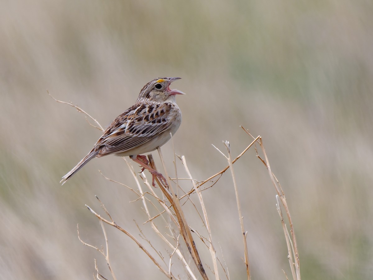 Grasshopper Sparrow - ML619998919