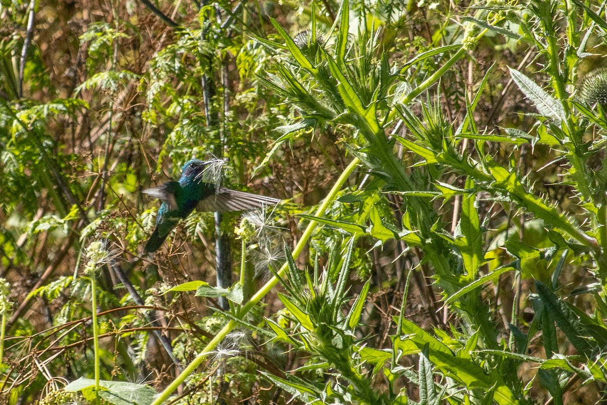 kolibřík modrolící - ML619998920
