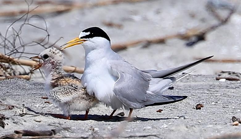 Least Tern - ML619998924