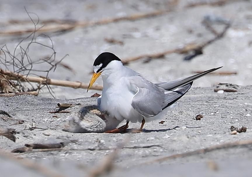 Least Tern - ML619998926