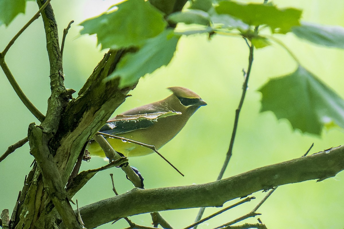 Cedar Waxwing - ML619998927