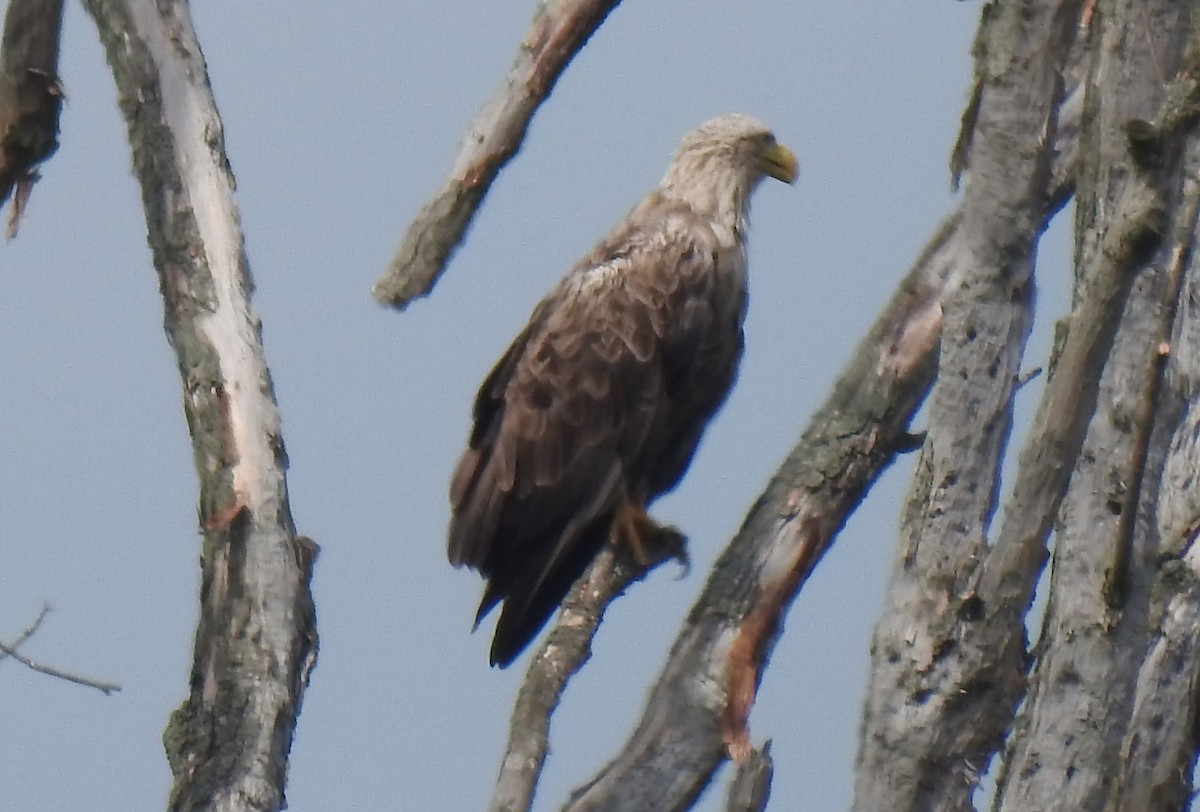 White-tailed Eagle - ML619998933
