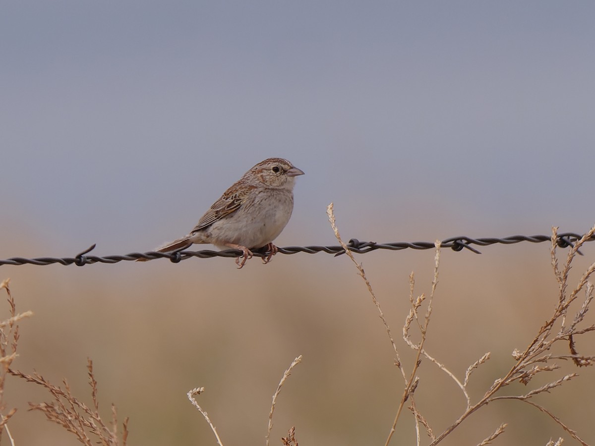 Cassin's Sparrow - ML619998938