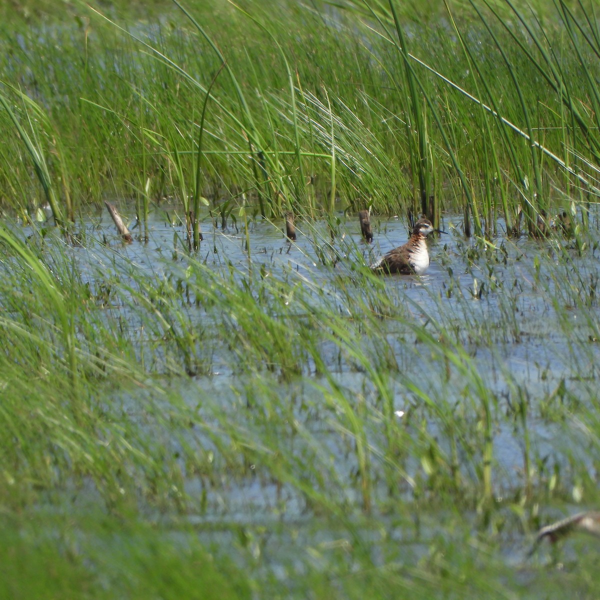 Wilson's Phalarope - ML619998941