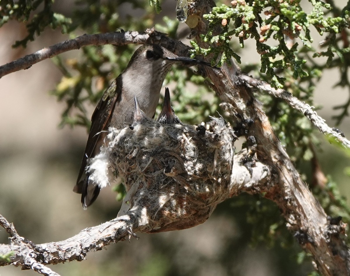 Colibrí Gorjinegro - ML619998943