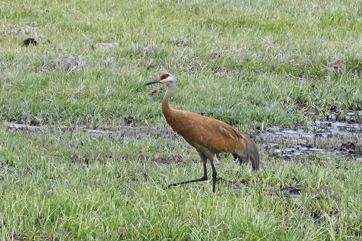 Sandhill Crane - ML619998948