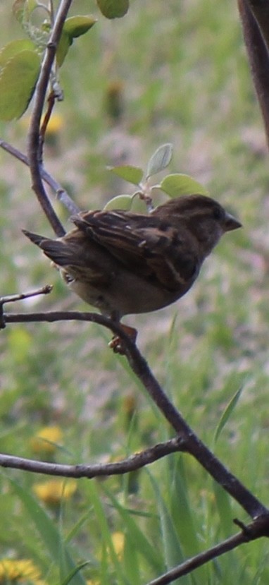 House Sparrow - ML619998958