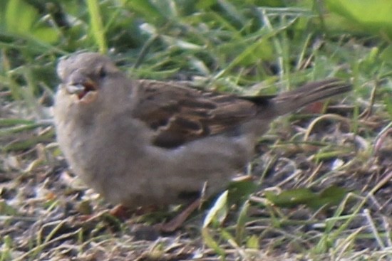 House Sparrow - ML619998959